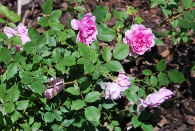 Rosa 'Sister Elizabeth' -růže anglická - David Austin 2006